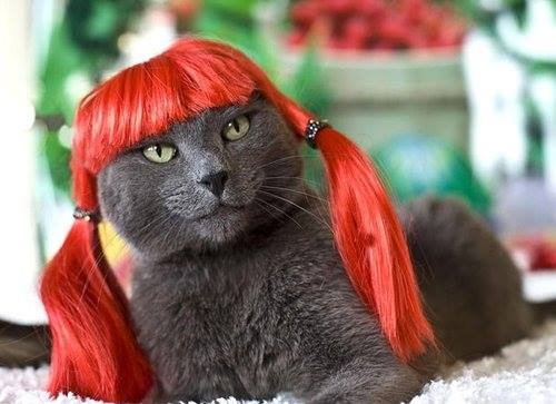 redhead cat